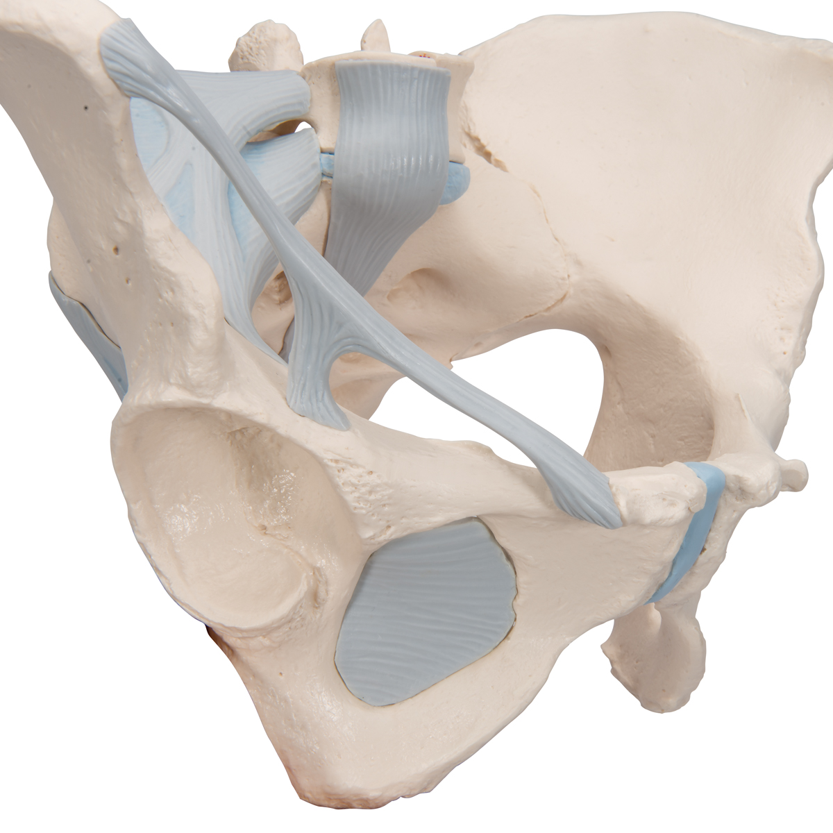 P Lvis Feminina Com Ligamentos Partes H Modelo De Genit Lia E Pelve B